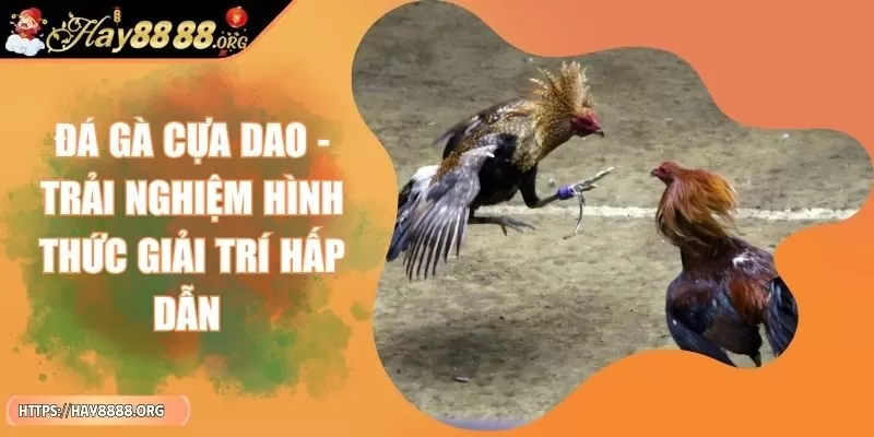 da-ga-cua-dao